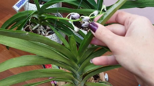 У меня паника((( Красный клещ??? смотреть онлайн