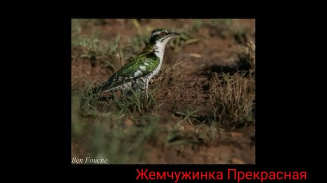 Бронзовая кукушка, или дидрик. смотреть онлайн