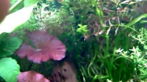 жучки в аквариуме