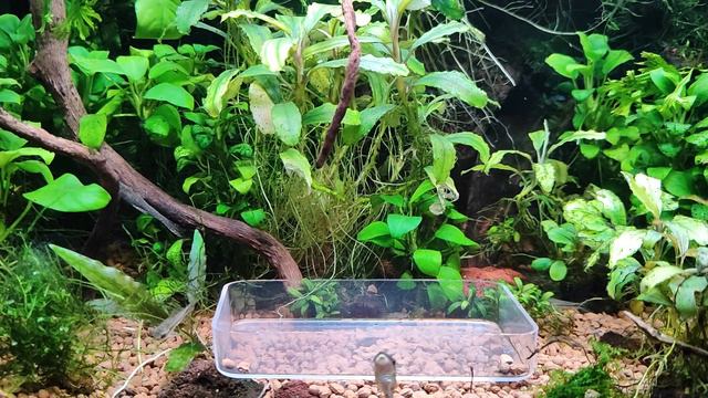 Креветочник.Отто,буцки,креветки.Февраль 24. смотреть онлайн