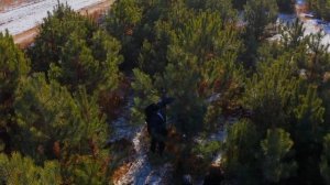 Крымская сосна. Разведение и продажа