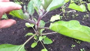 Пасынкование баклажан в поликарбонатной  теплице и уход за ними.