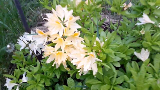 Рододендрон Японский ЖЁЛТЫЙ - видовой цветение 07 Мая 2023 г РАЙСКИЙ САД БОГОРОДИЦЫ смотреть онлайн