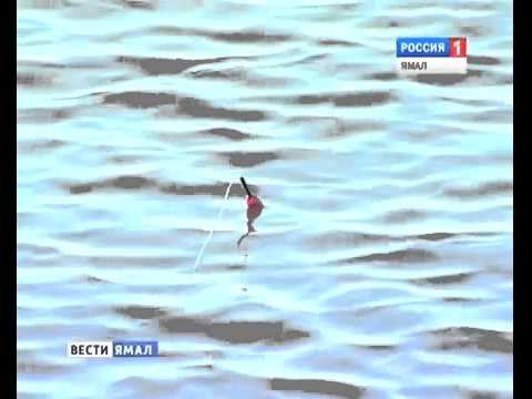 На Севере запретили вылов муксуна