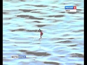 На Севере запретили вылов муксуна