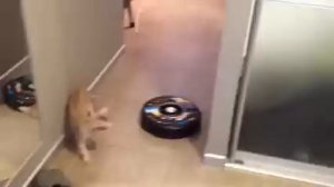Кошка и робот пылесос