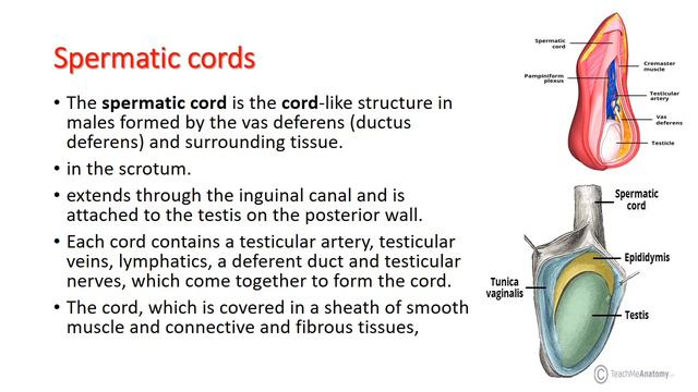 Anatomy and Physiology : anatomy and physiology of male reproductive system – internal genitalia смотреть онлайн
