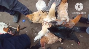 мург бозори нохияй Ёвон нархи индук дакан мург харгуш кафтар мургови кабг будана