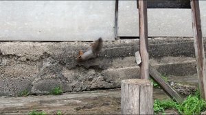 История про смелого Бельчёнка