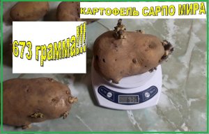 Картофель Сарпо Мира