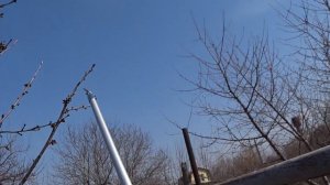 Как ОБРЕЗАТЬ ЧЕРЕВИШНЮ и другие дюки при ФОРМИРОВКЕ дерева ЧАШЕЙ.