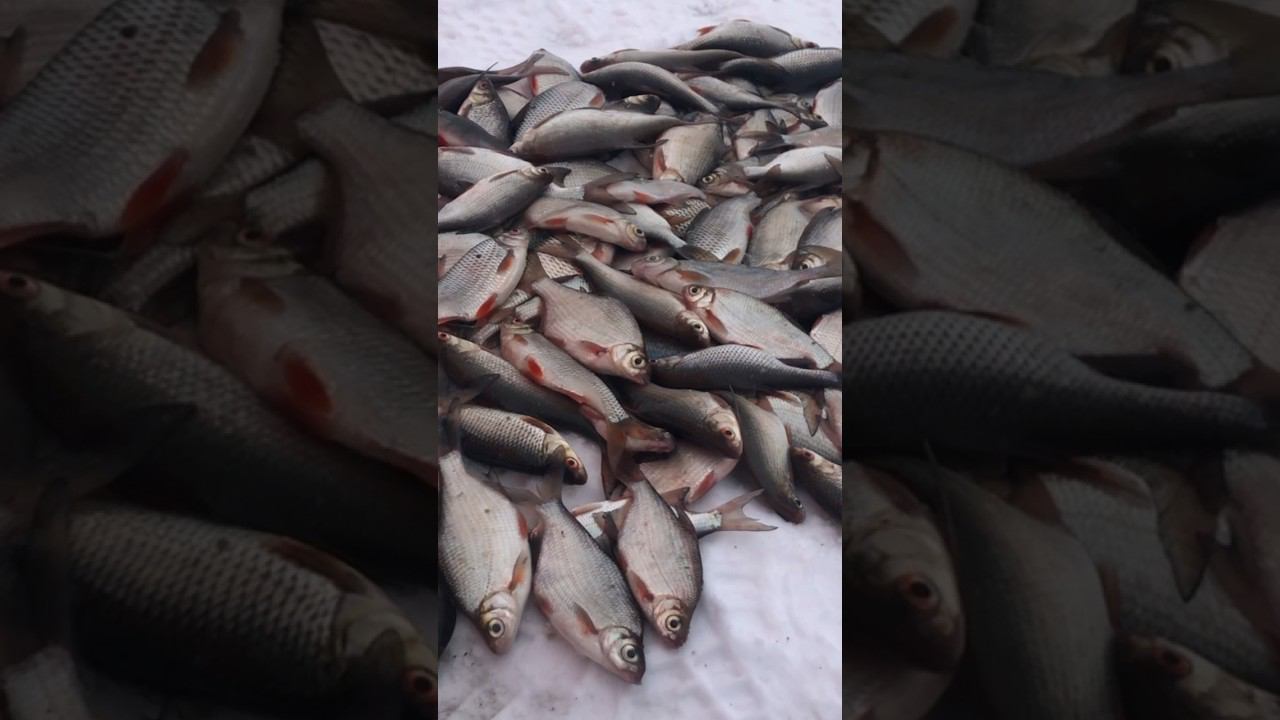 МЕГА УЛОВ смотреть онлайн