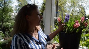 Гиацинт после цветения: секреты ухода