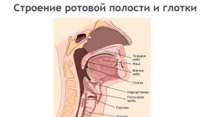 Биология, 9 класс: Пищеварительная система человека