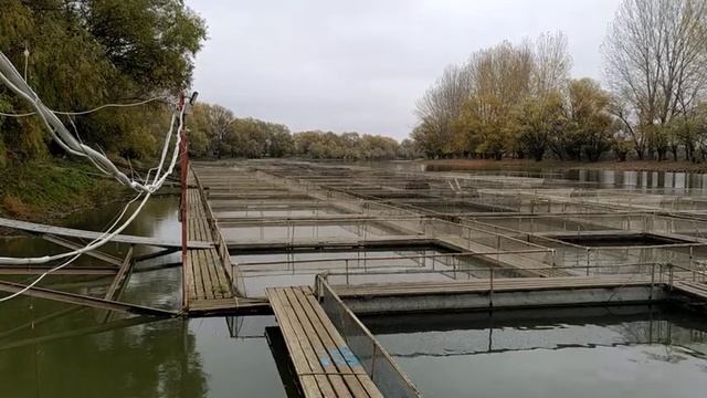 Чёрна икра будет у тебя уже на следующий год! Что для этого нужно. Закупка маточного стада стерляди смотреть онлайн