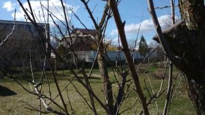 Как обрезать запущенное дерево