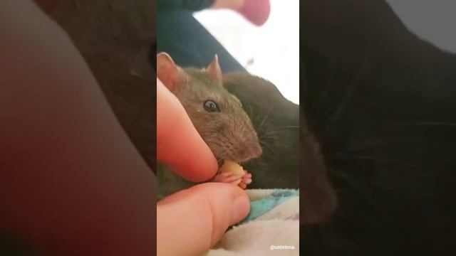 Забавные животные крыски.