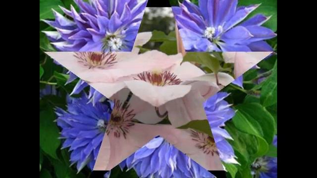 60 МЕЛОДИИ ЦВЕТОВ КЛЕМАТИС напоминающий звезду смотреть онлайн