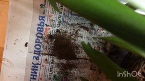 Цимбидиум : пересадка и советы по уходу.