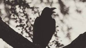 🔥🔥Премьера❗Rammstein-Mutter