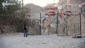 Верблюжье ранчо в Эйлате, покатаемся?