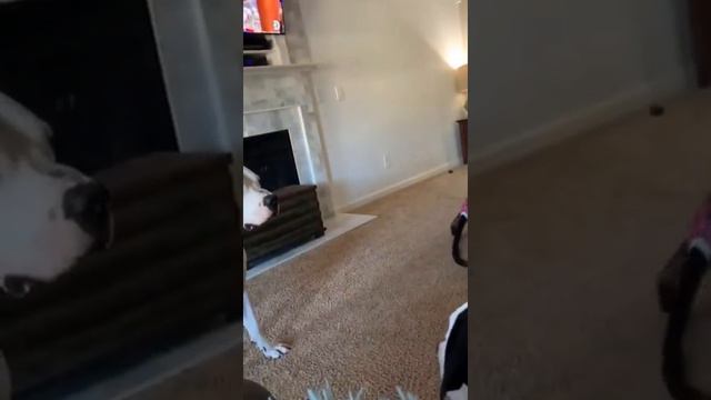 Baby Born Inside Amniotic Sac After Emergency C-Section 😍😍 смотреть онлайн