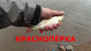 #444 #мормышинг | Мормо красноперка |