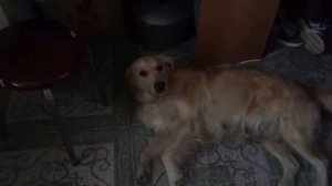 Собака съела шкаф. Что делают собаки когда им не чем заняться ?