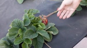 Чамара Туруси - клубника, описание сорта