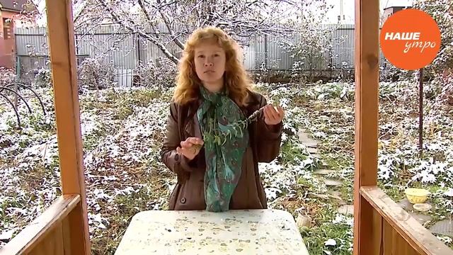 Лечебные свойства травы «вероники» смотреть онлайн