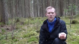 ПОДНОЖНЫЙ КОРМ в весеннем лесу. Саркосцифа алая. /  sarcoscypha coccinea