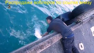 Ловля воблером марине ганг 90 f мегабасс