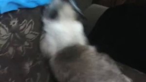 Как мой кот хочет кошку)))