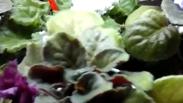 Мой опыт фитильного полива. смотреть онлайн