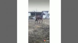 цыганский кони