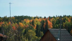 4 ДНЯ ЧТОБЫ СОБРАТЬ ВЕСЬ УРОЖАЙ
