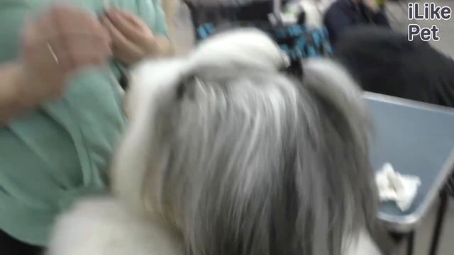 Уход за бородатым колли смотреть онлайн