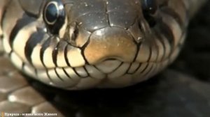 ФОРМА ЗРАЧКА У ЖИВОТНЫХ