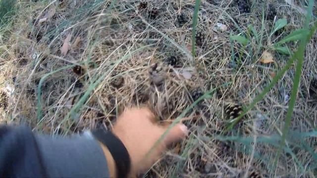 БЕЛЫЙ ГРИБ. Сезон осень 2021 открыт смотреть онлайн