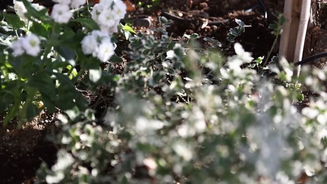 【ガーデニング】真冬でも美しい庭　球根の植え付けと寄せ植えのお手入れで春を待つ смотреть онлайн