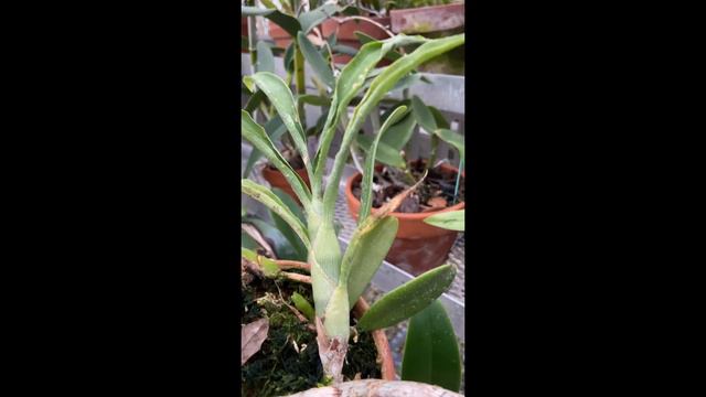 Greenhouse Walk - December 2022 смотреть онлайн