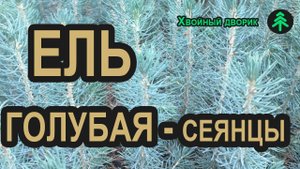 Сеянцы ели голубой Глаука 3-х летка. Саженцы хвойных растений "Хвойный дворик" - сезон осень 2019
