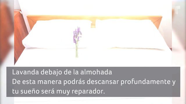 Cómo aprovechar las propiedades energéticas de la lavanda de forma correcta | Astrología | Telemund смотреть онлайн