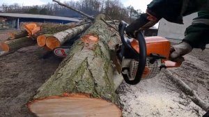 Test pilarek Stihl Ms 270 vs Ms 250 vs Ms 230 która lepsza?