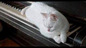 Музыкальный кот и пианино