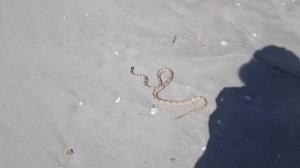 16.02.2024 Морская змея в ОАЭ