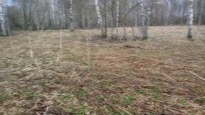 Удачный коп на старой усадьбе! Два пятака Екатерины Второй!!!