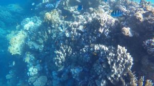 Royal Brayka Beach Resort , Brayka Bay Reef Resort, Reef, Marsa Alam, Egypt, 2018.12.14