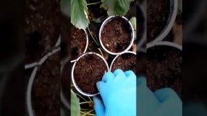Какие отбирать розетки клубники для укоренения
