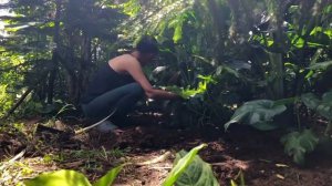 Harvested Alocasia Cucullata Buddha's Hand Plant for our Bamboo Hut lot